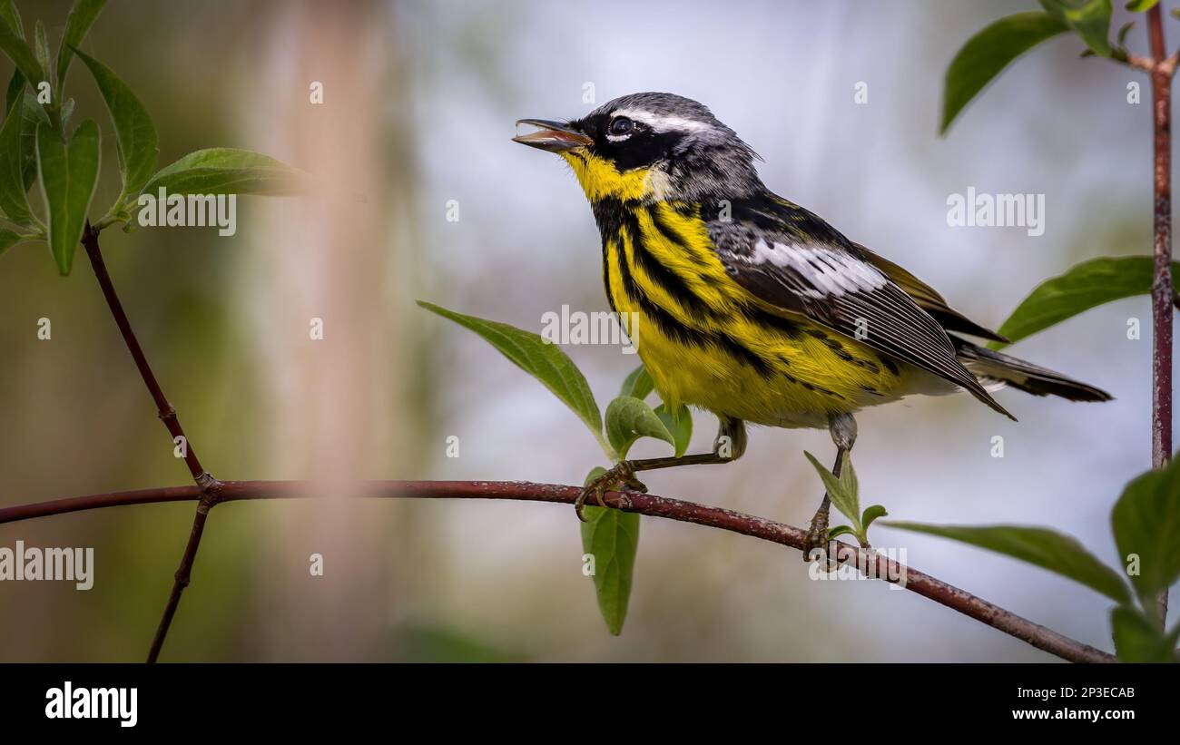 A closeup of a Magnolia Warbler on a tree branch during spring ...