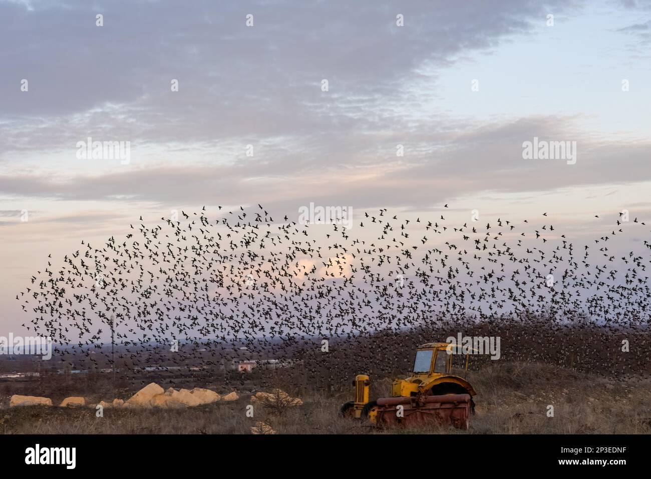 The flock of starlings birds on