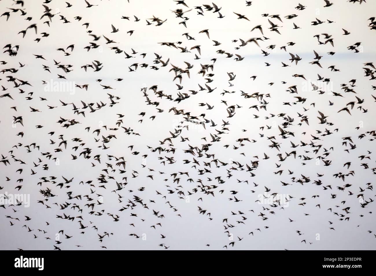 The flock of starlings birds on