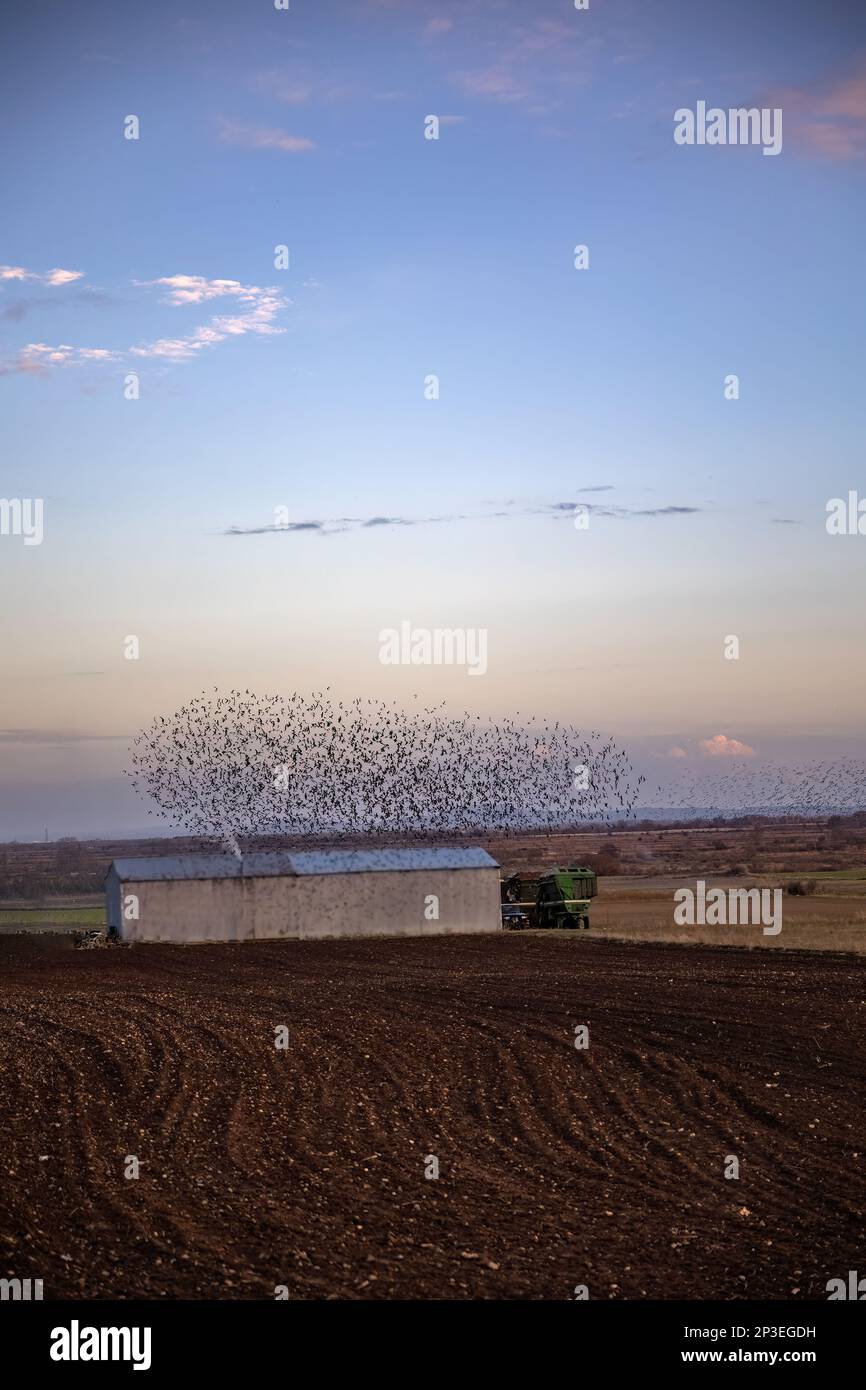 The flock of starlings birds on