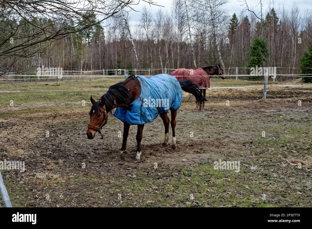 horses walking behind the fence, in the spring Stock Photo