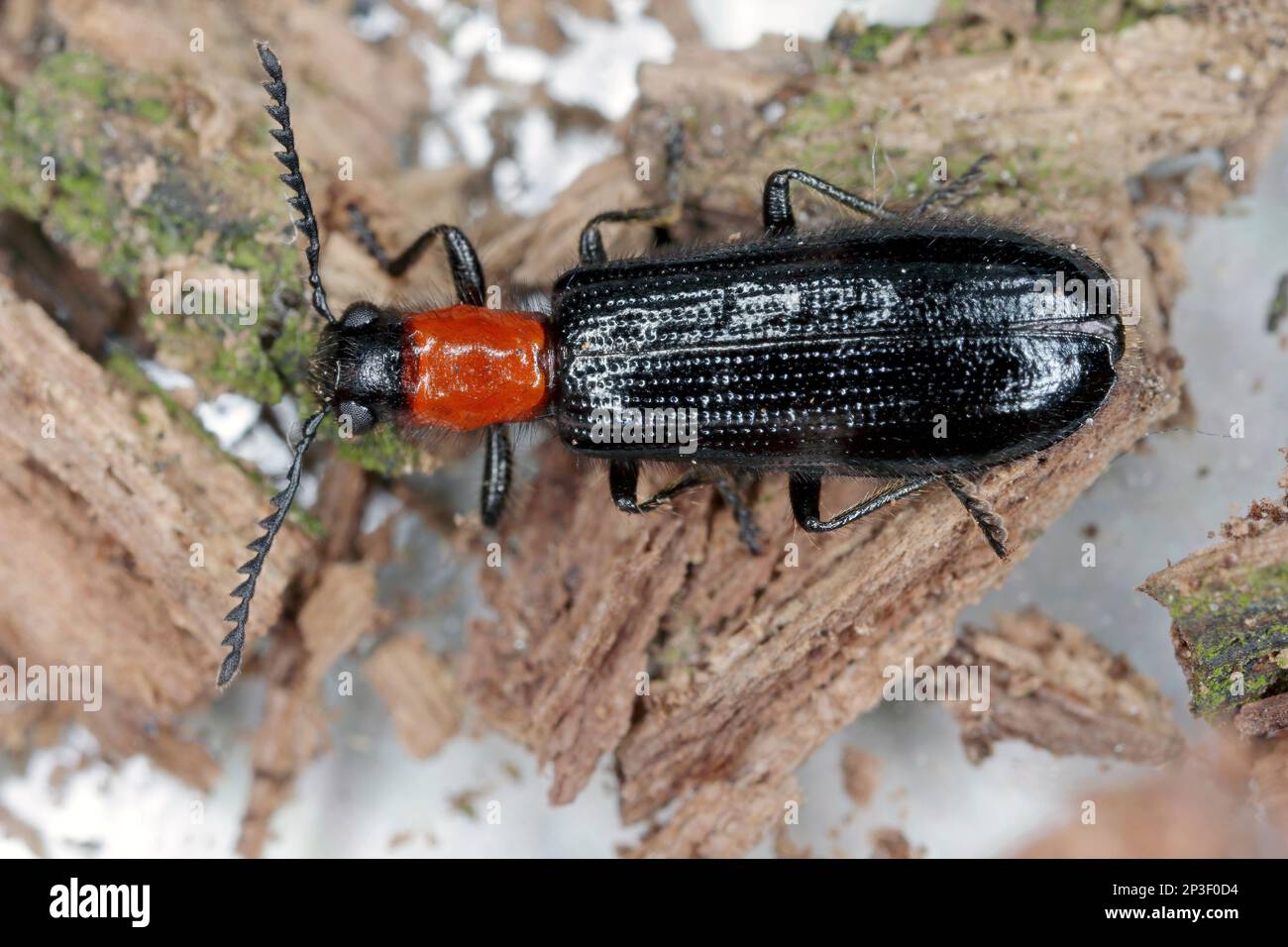 Detailed closeup of a checkered beetle, Tillus elongatus, Checkered beetle, family Cleridae. The developmental stage of this species: adult insect. Stock Photo