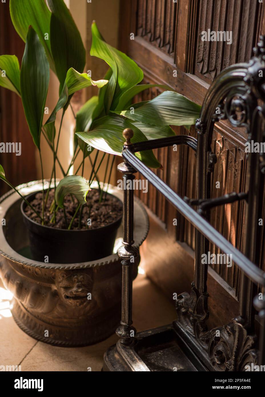 Interior scene with pot plant and umbrella stand positioned in the sunlight in front of a wood panelled wall Stock Photo