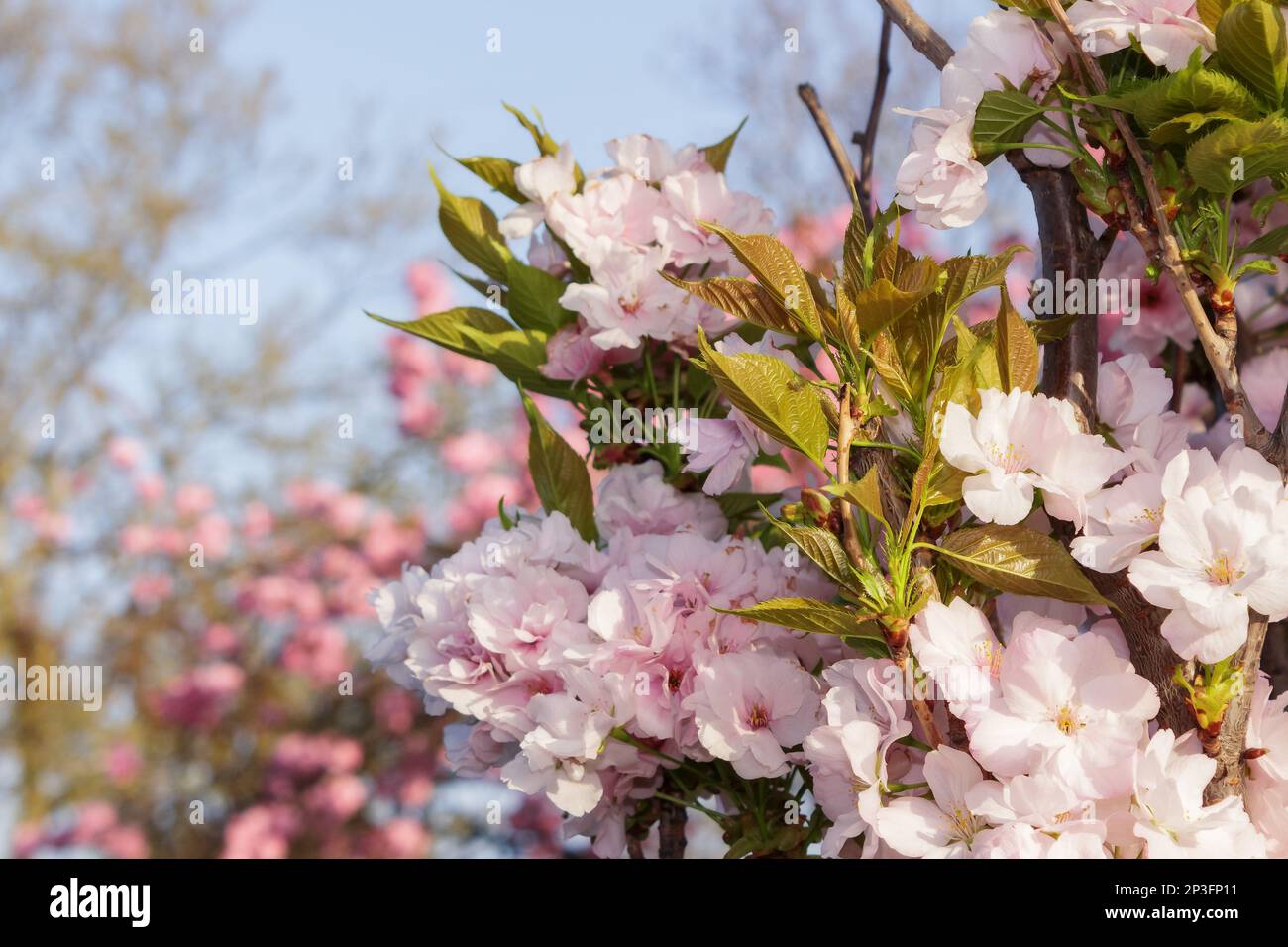pink apple blossom. decorative tree in morning light. springtime season wallpaper Stock Photo