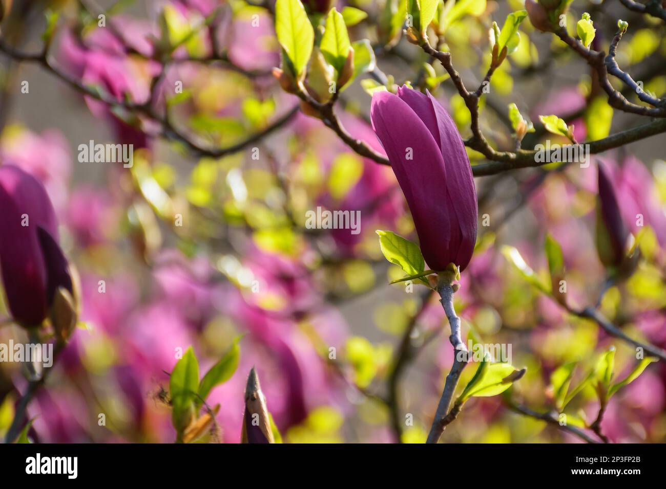 Burgundy bud magnolia flower hi-res stock photography and images - Alamy