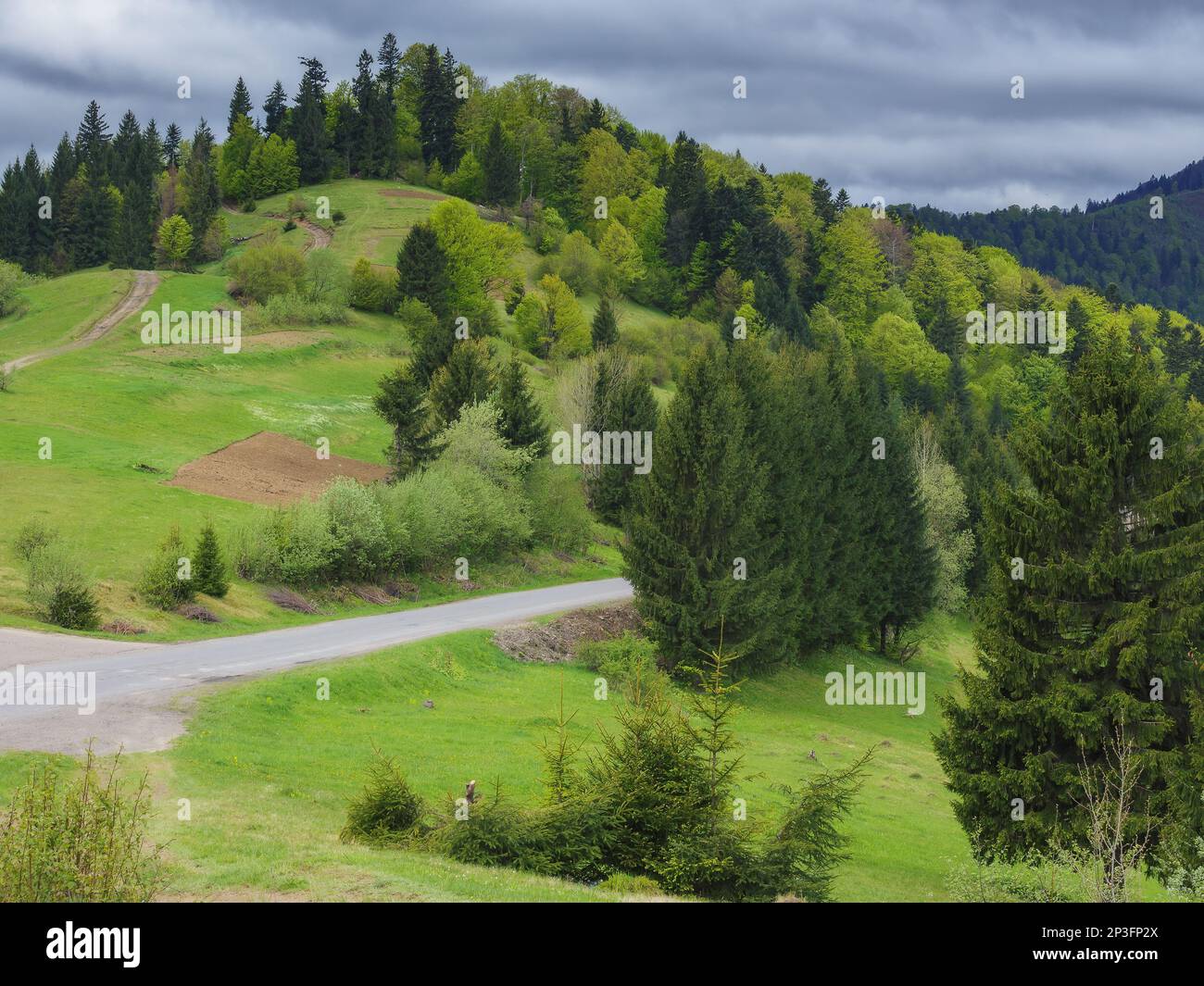 mountainous countryside of ukrainian carpathians. grassy meadows and forested hills Stock Photo