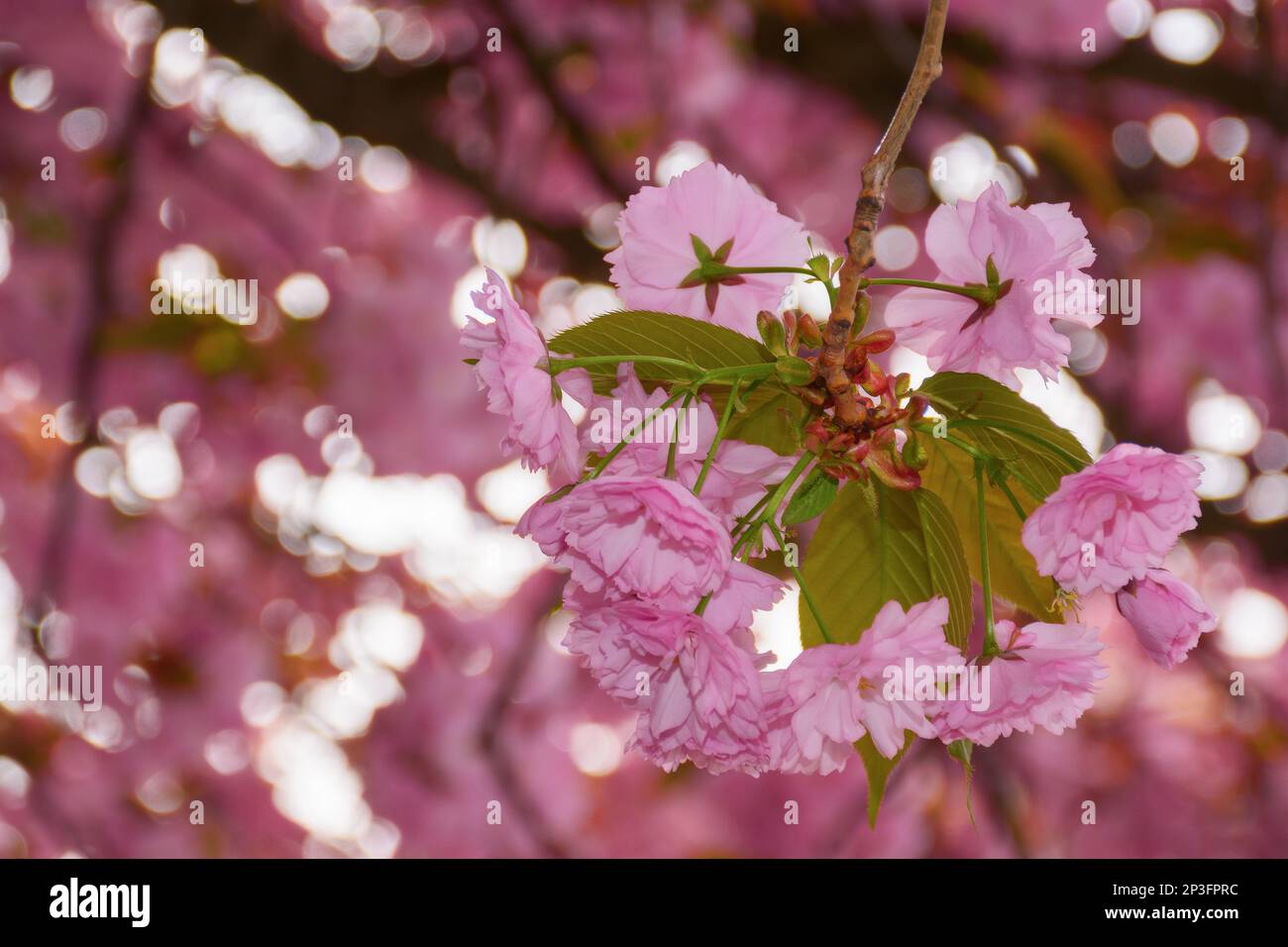 Eastern asian cherry blossom hi-res stock photography and images - Alamy