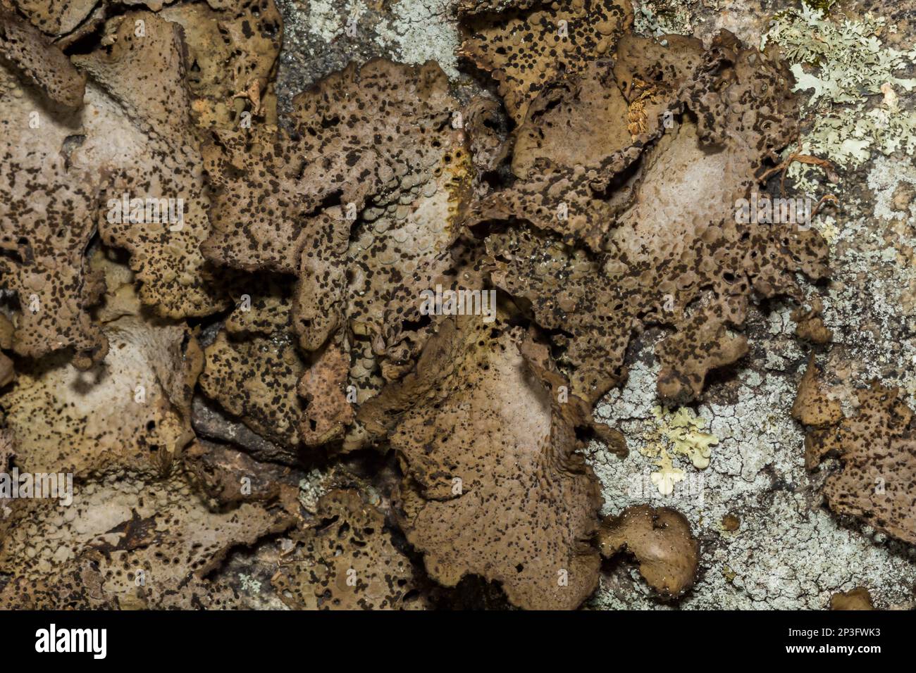 Common Toadskin Lichen - Lasallia papulosa Stock Photo