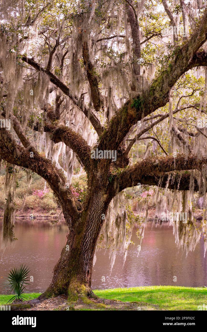 Beautiful Live Oak seen from Low Country South Carolina Stock Photo