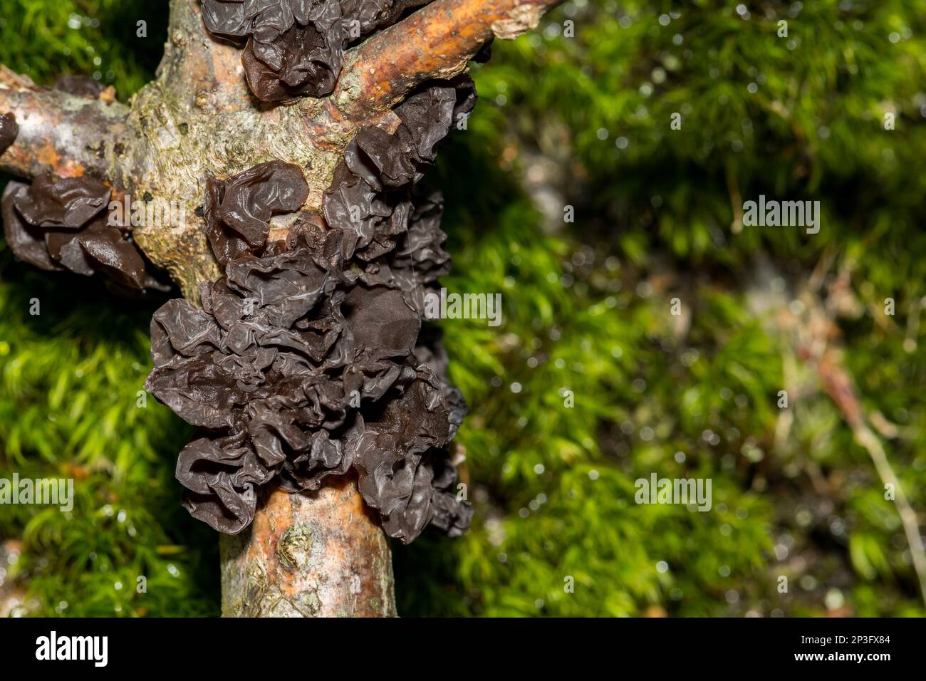 Amber Jelly Fungus - Exidia recisa Stock Photo