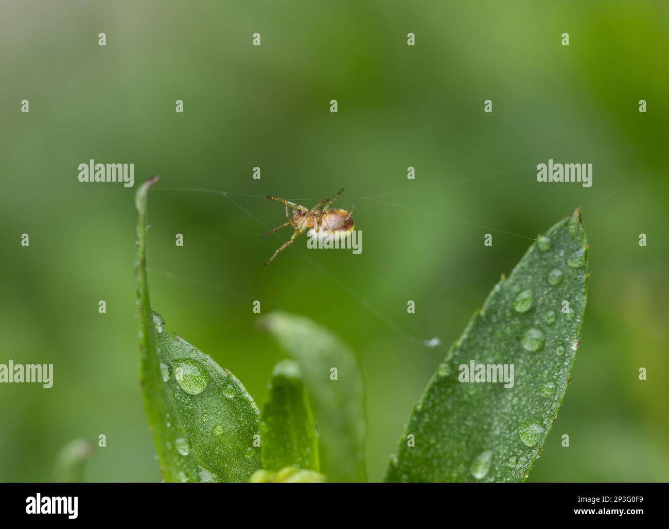 A six-spotted orb weaver spider constructing  a web. Stock Photo