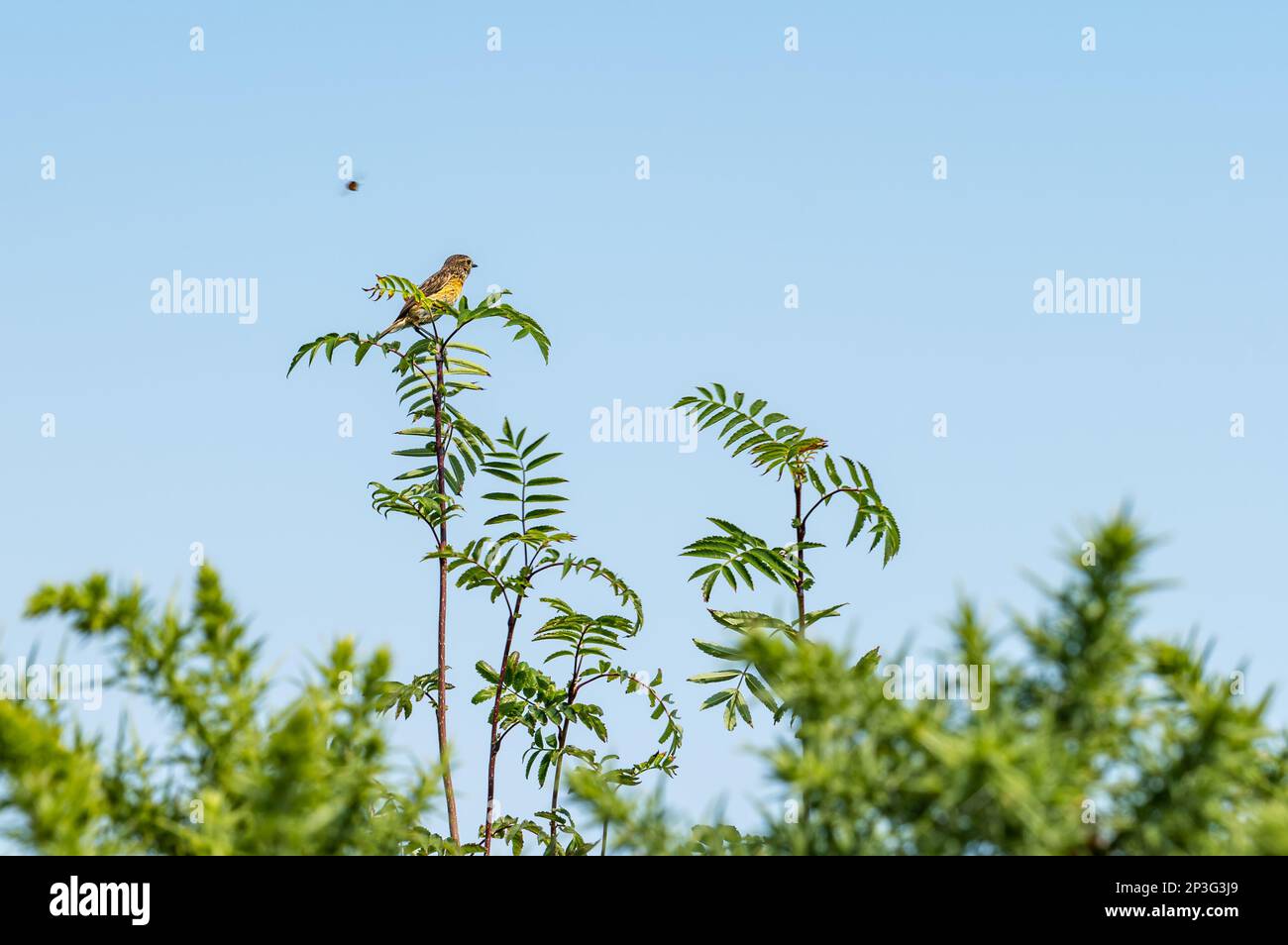 Song thrush (Turdus philomenus) perched on top of fern with flying insect in Summer sunshine, England, UK Stock Photo