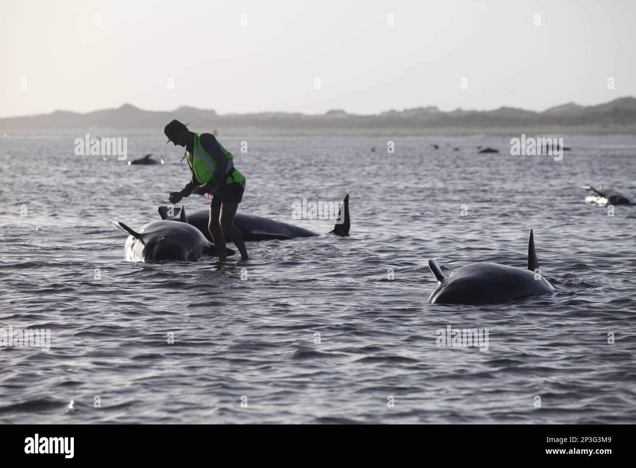 Dead pilot whales during a whale stranding on Farewell Spit in New  Zealand's South Island Stock Photo - Alamy