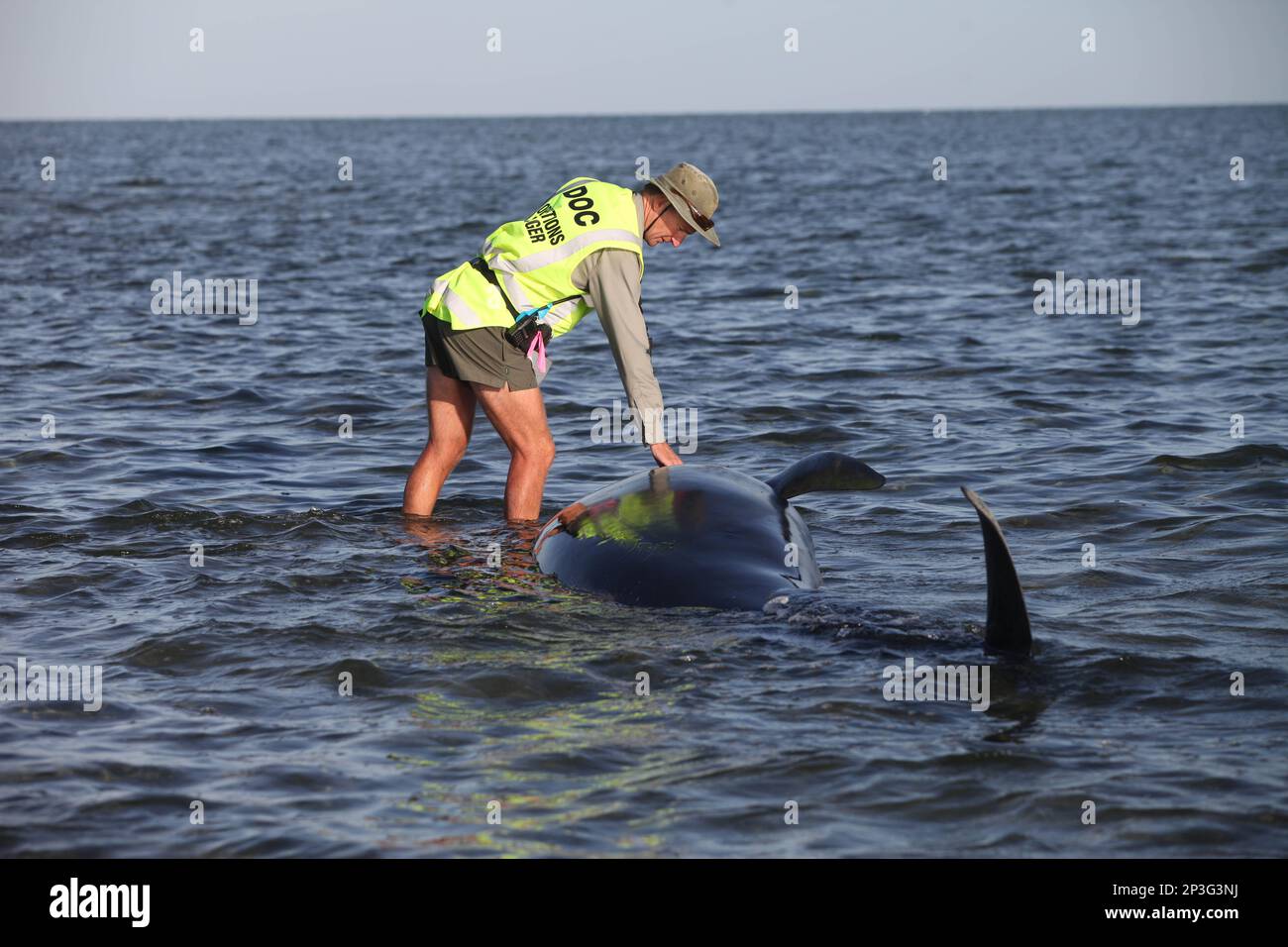 Dead pilot whales during a whale stranding on Farewell Spit in New  Zealand's South Island Stock Photo - Alamy