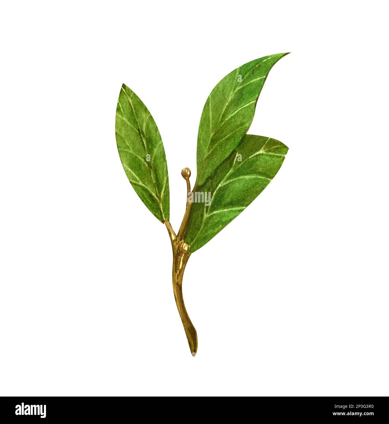 Watercolor bay leaf. Hand draw bay leaves illustration. Herbs object