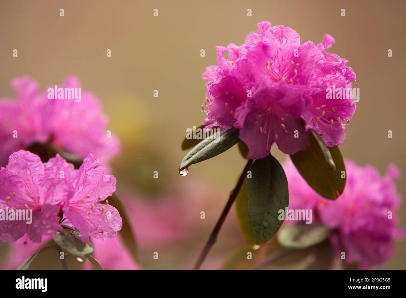 A pink Rhododendron blossom after a rainstorm. Stock Photo