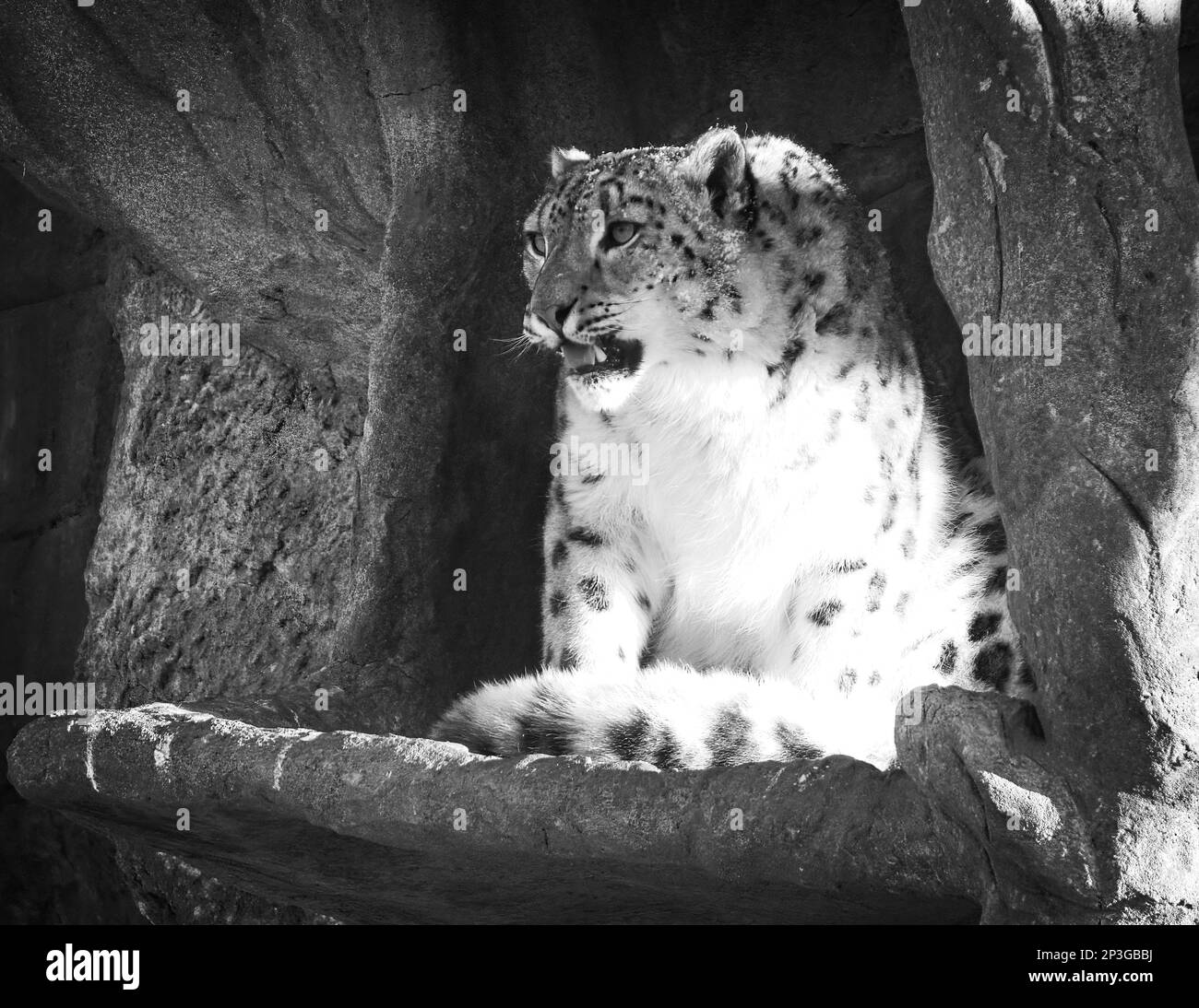 Snow Leopard Calgary Zoo Alberta Stock Photo
