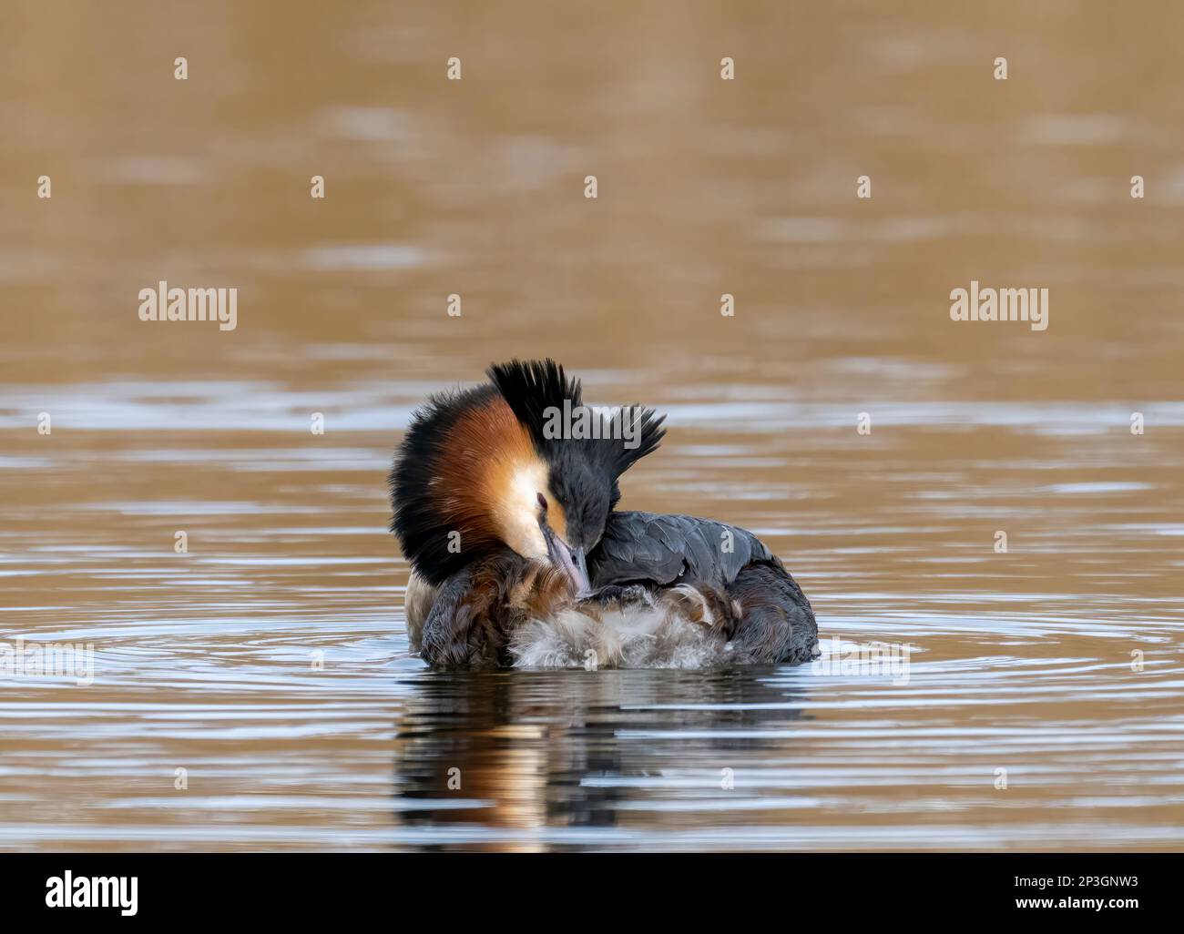 An elegant Great Crested Grebe, (Podiceps cristatus), swims on a lake in front of a reed bed in Fleetwood, Blackpool, Lancashire, UK Stock Photo