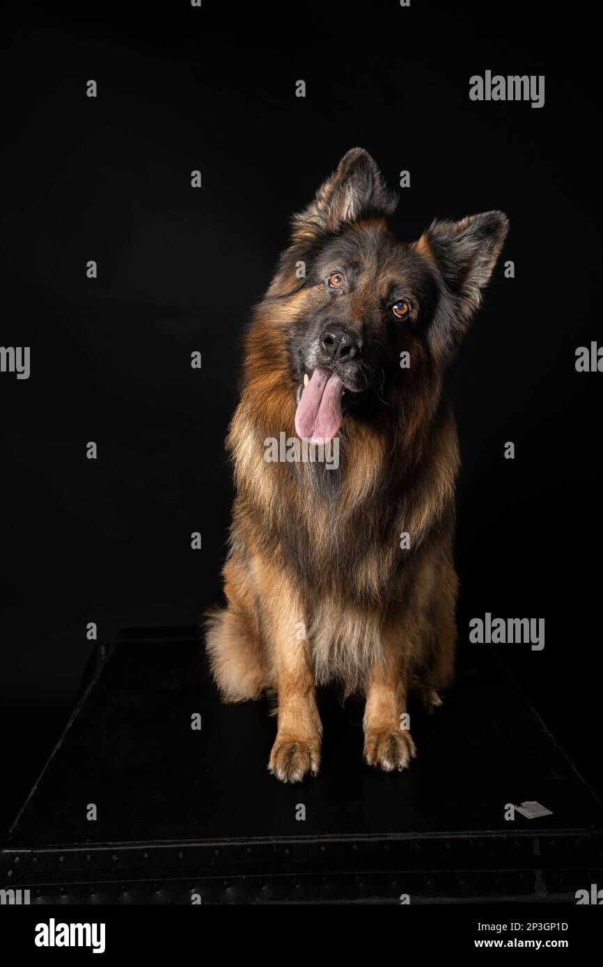 German Shepherd, on Black background Stock Photo