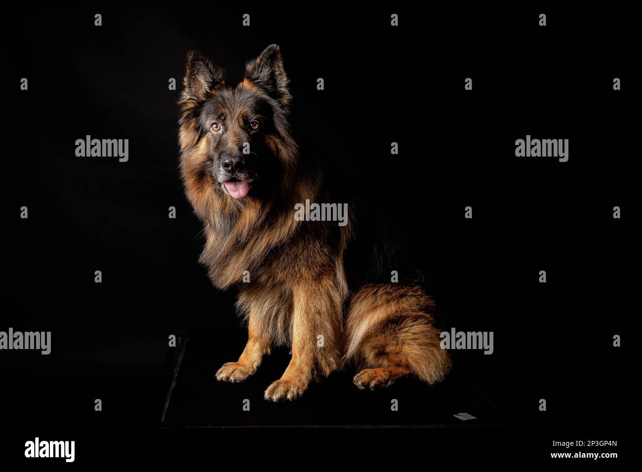 German Shepherd, on Black background Stock Photo