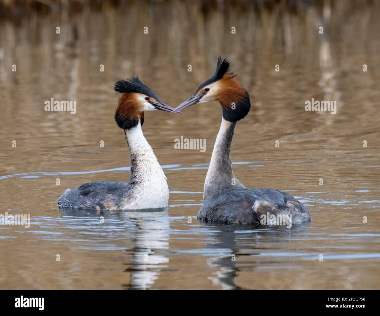 An elegant pair of Great Crested Grebes, (Podiceps cristatus), swim on a lake in front of a reed bed in Fleetwood, Blackpool, Lancashire, UK Stock Photo