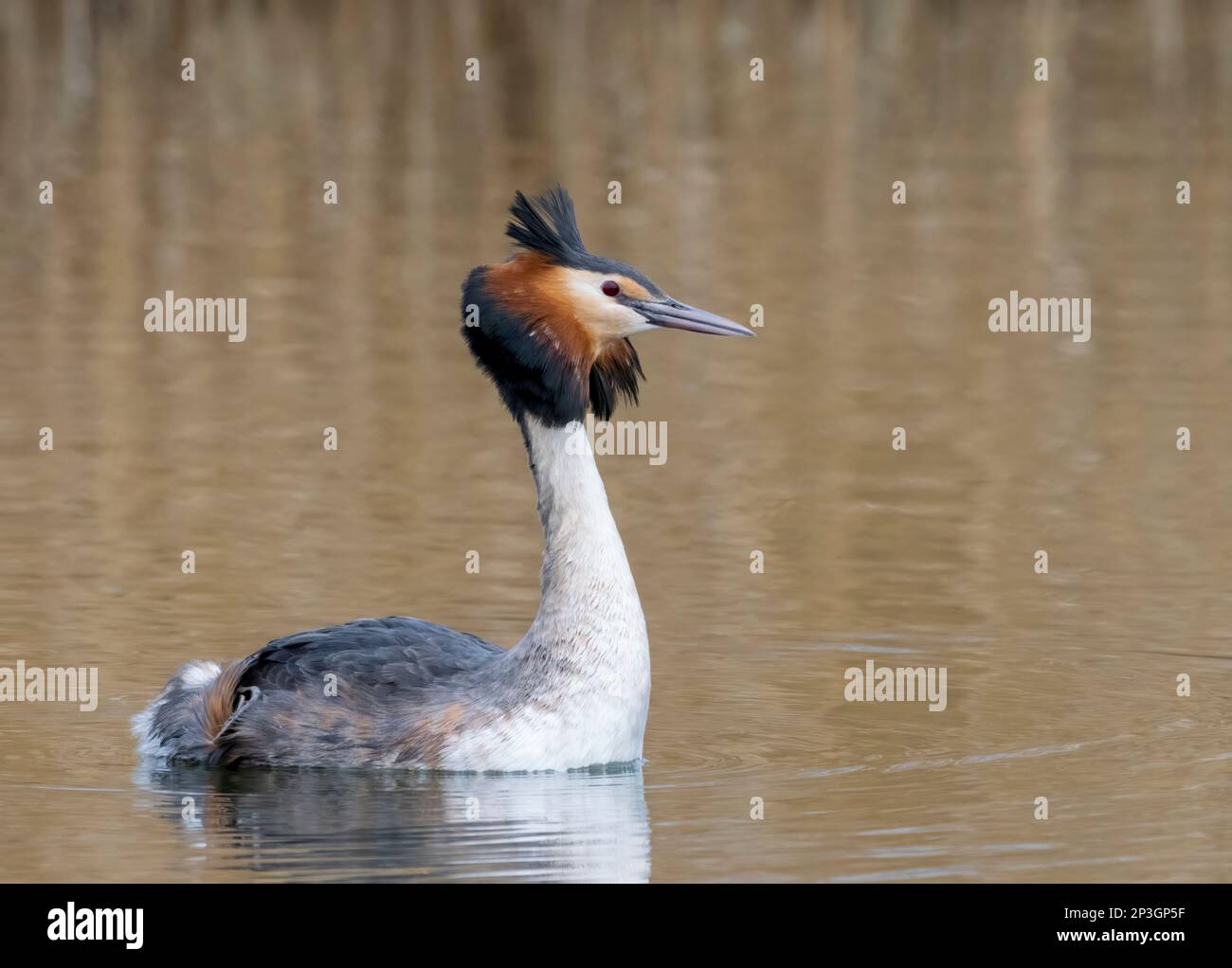 An elegant Great Crested Grebe, (Podiceps cristatus), swims on a lake in front of a reed bed in Fleetwood, Blackpool, Lancashire, UK Stock Photo