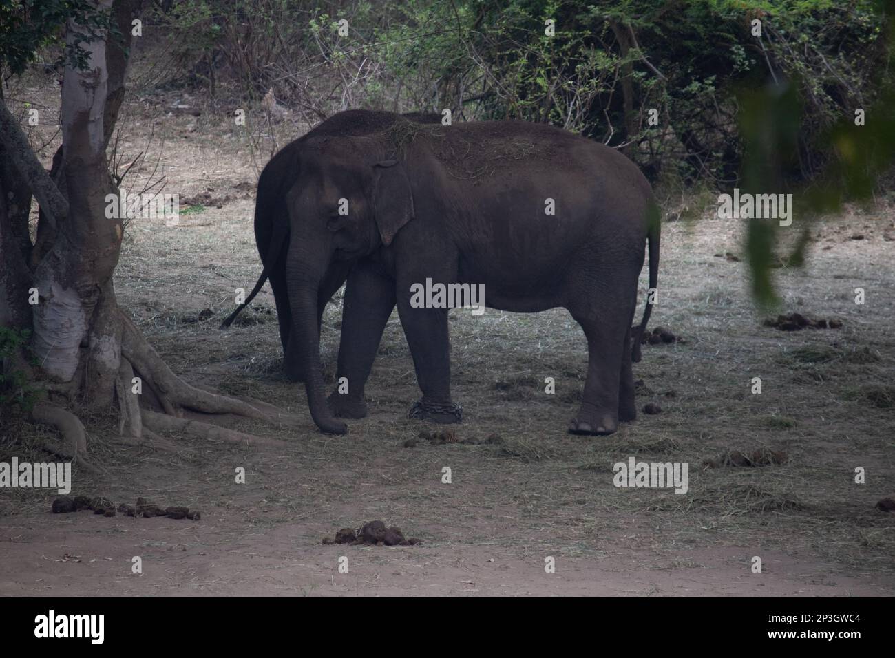 Indian elephant at Bannerghatta national park Bangalore standing in the