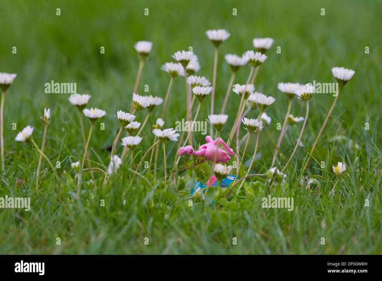 Plastic litter on the floor- a plastic flamingo from a Kinder Egg on the floor Stock Photo