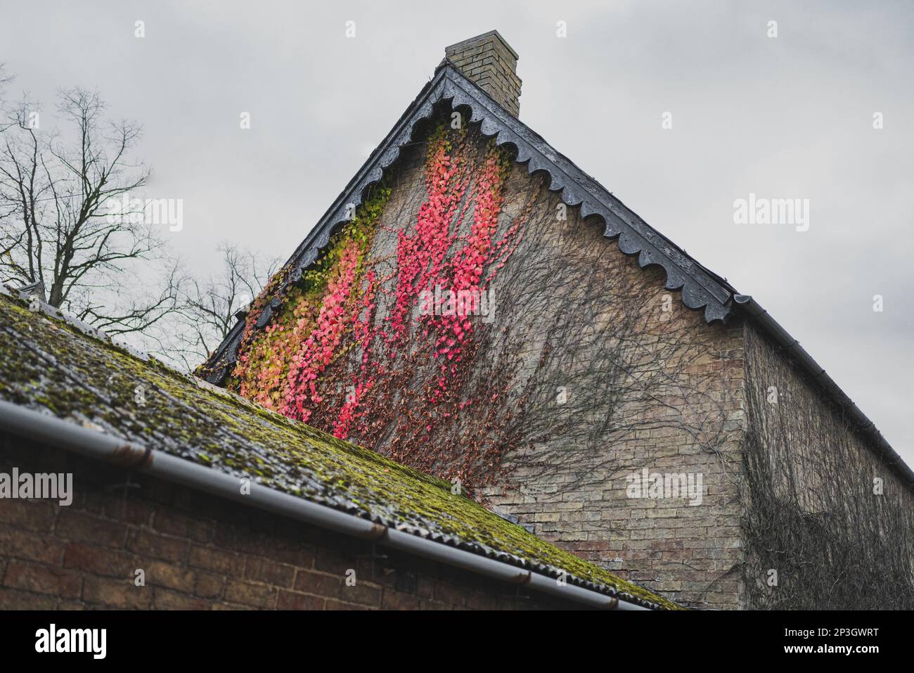 Bright red creepers seen climbing the wall of a very old English Manor House. Supposedly haunted for many years. Stock Photo