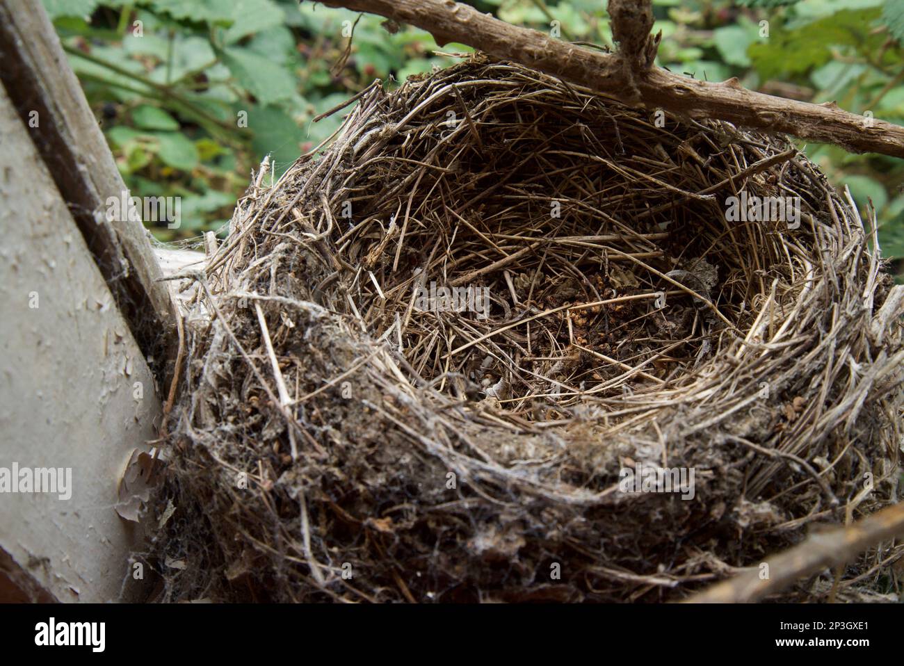 Empty Birds Nest On A Window Ledge Woven Out Of Sticks Mud And Dried Grass View Inside From