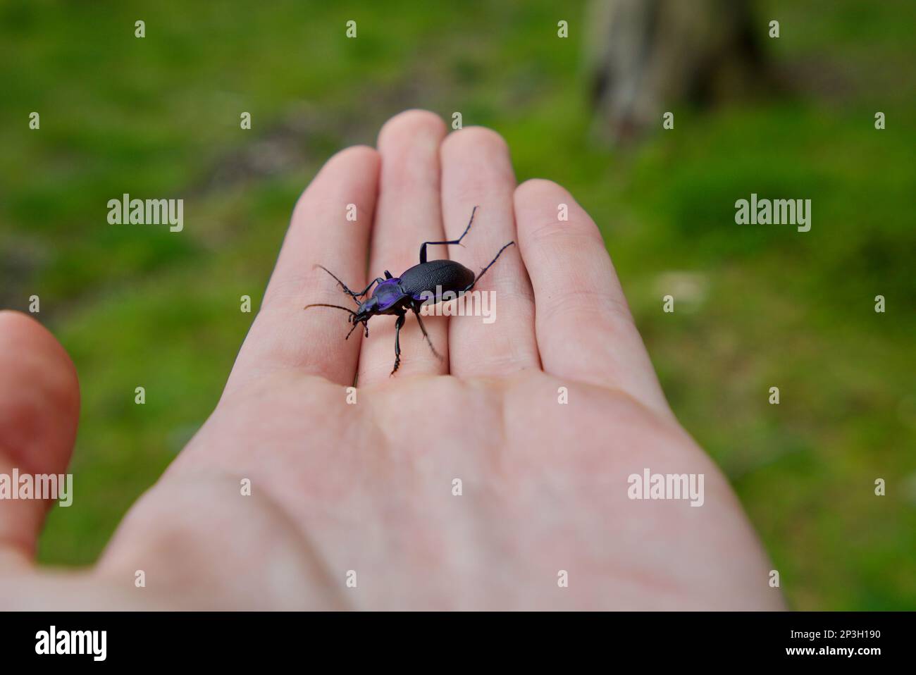 Violet Ground Beetle in a mans hand (violet ground beetle uk) (Carabus violaceus) Stock Photo