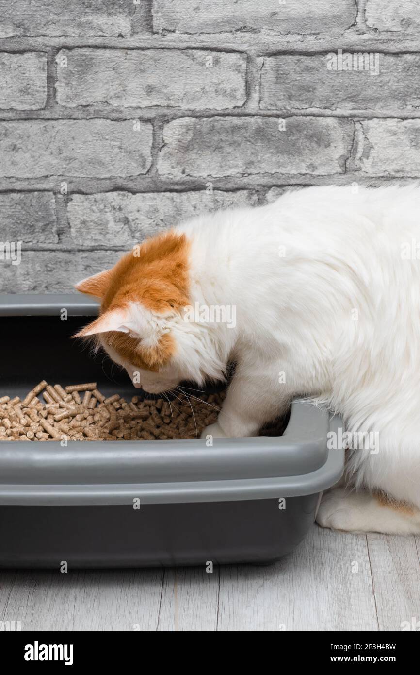 cat learning to walk in the litter box. cat goes to the toilet. toilet
