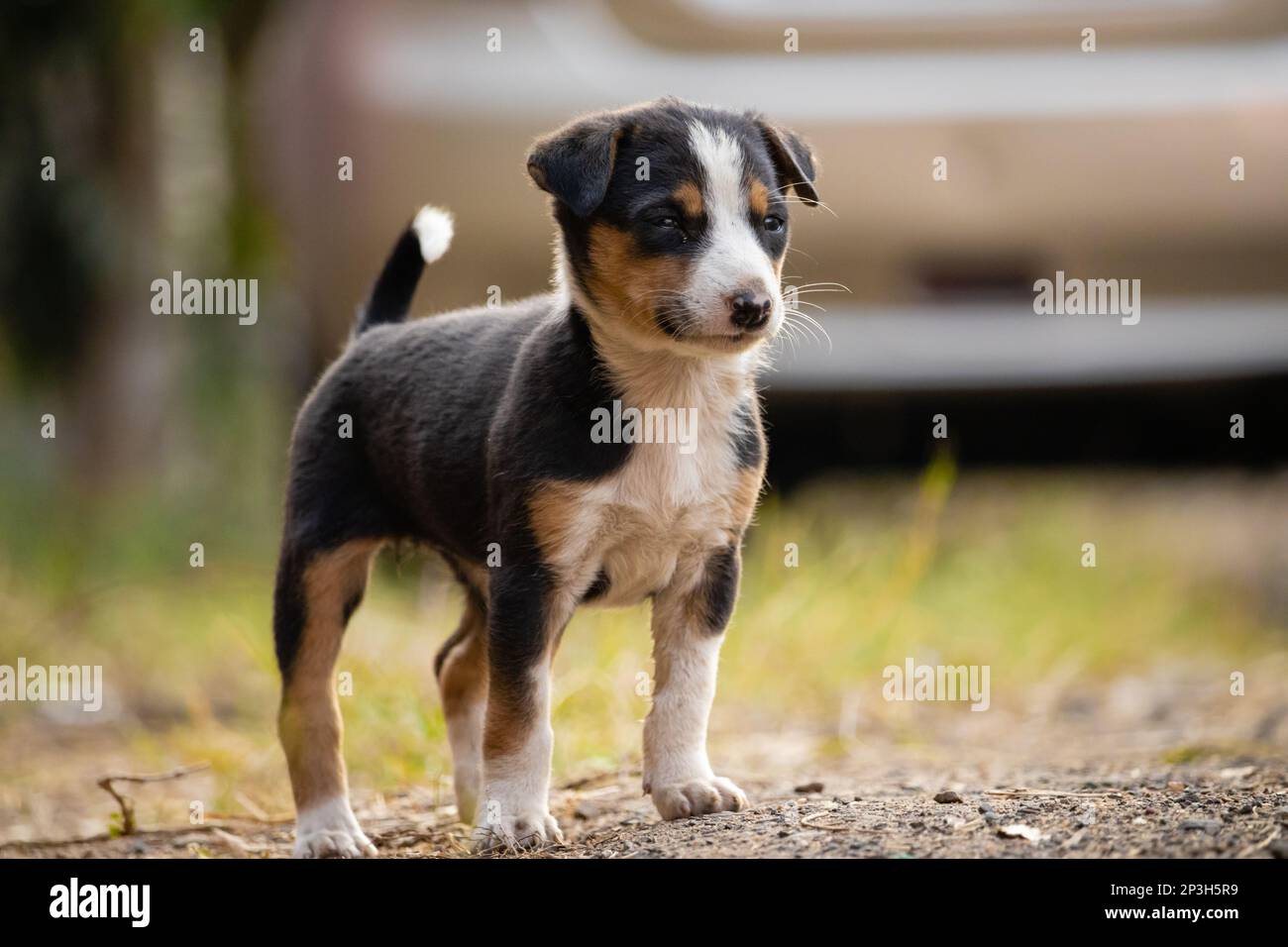A lonely cute black and brown puppy on road with blurry background Stock Photo
