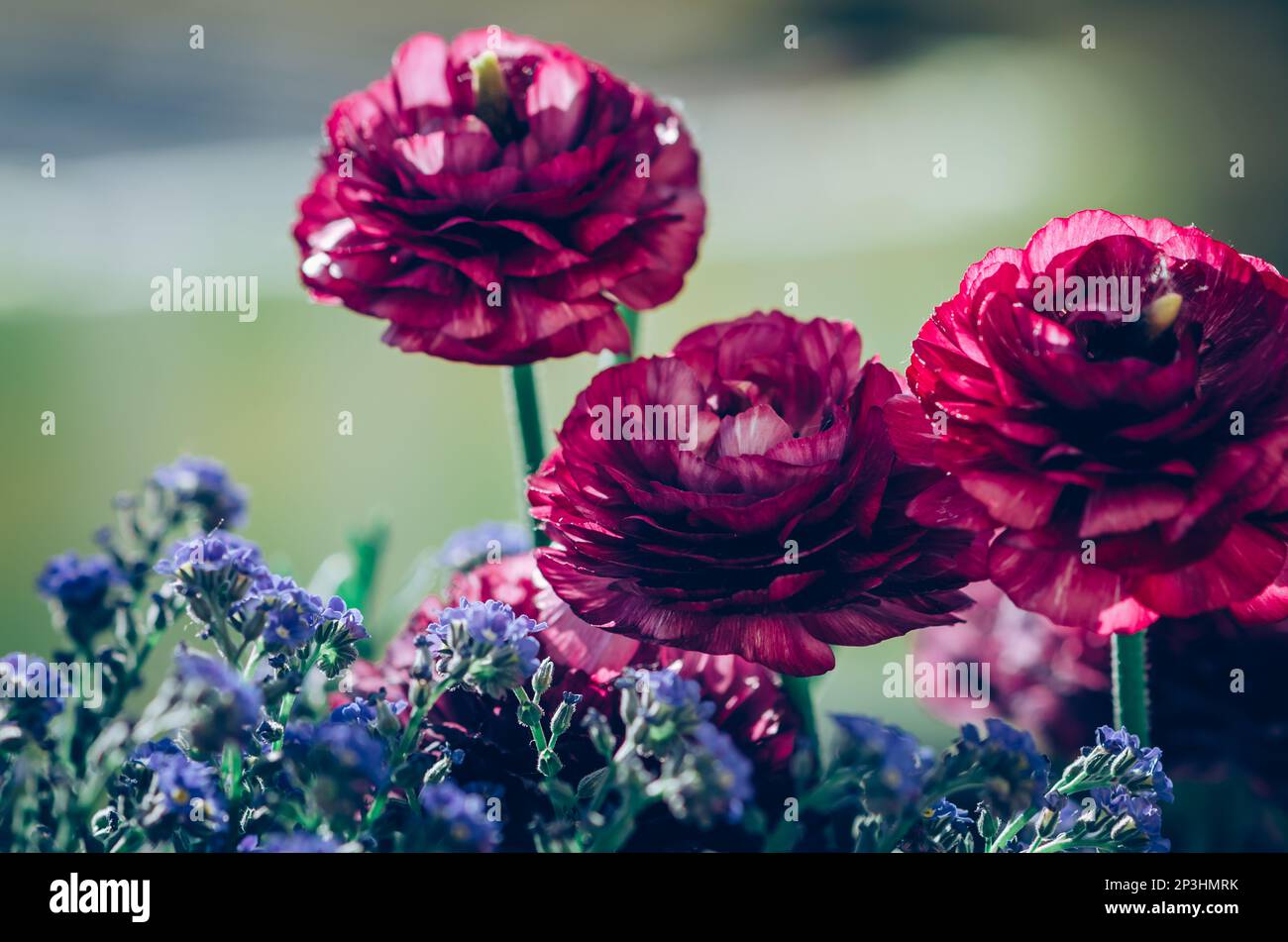 blue me not flowers and ranunculus red flowers compositing Stock