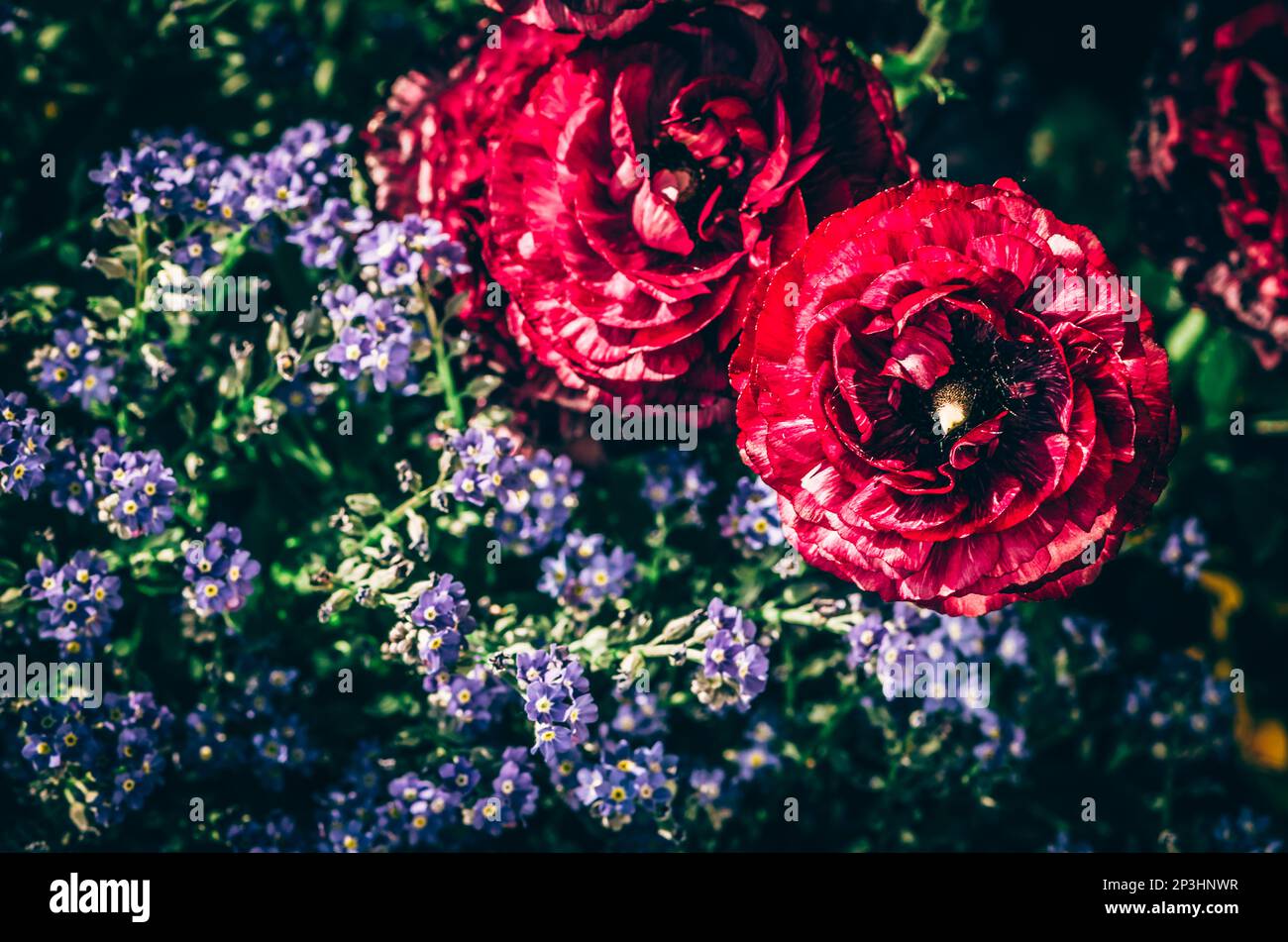 blue me not flowers and ranunculus red flowers compositing Stock