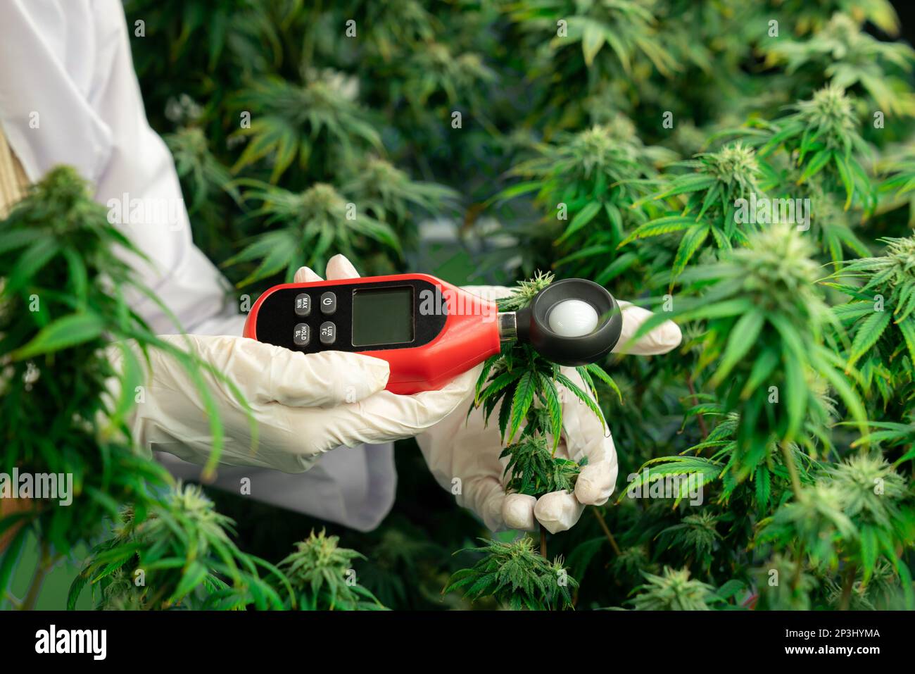 Scientist is measuring light by light meter on gratifying cannabis
