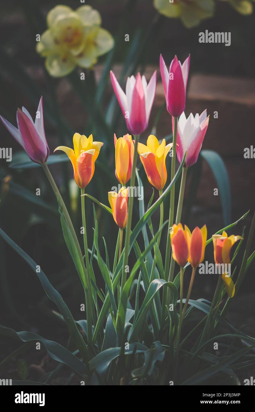 blooming yellow, red, white and orange tulips and yellow daffodils in spring garden Stock Photo