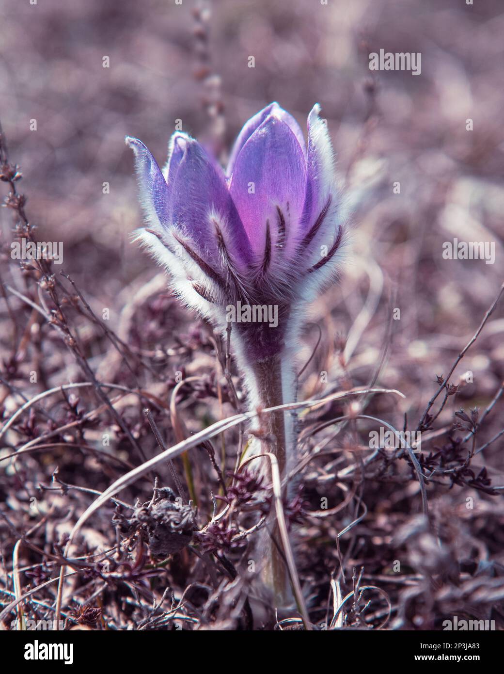 Pulsatilla halleri or pulsatilla taurica flowers in spring Stock Photo