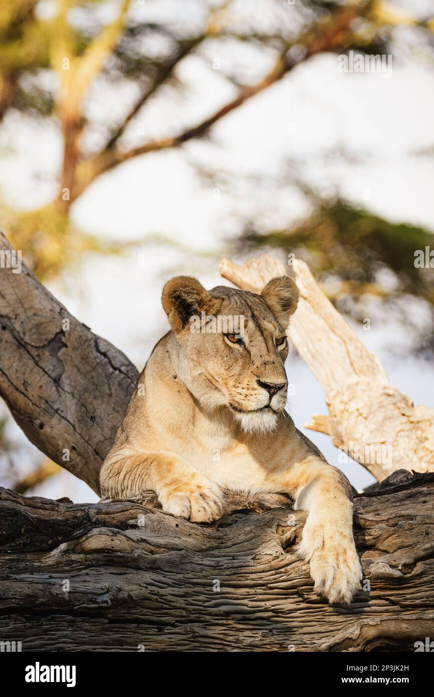 Animals in the wild - Lioness lying on a tree - Lewa National Reserve, North Kenya Stock Photo