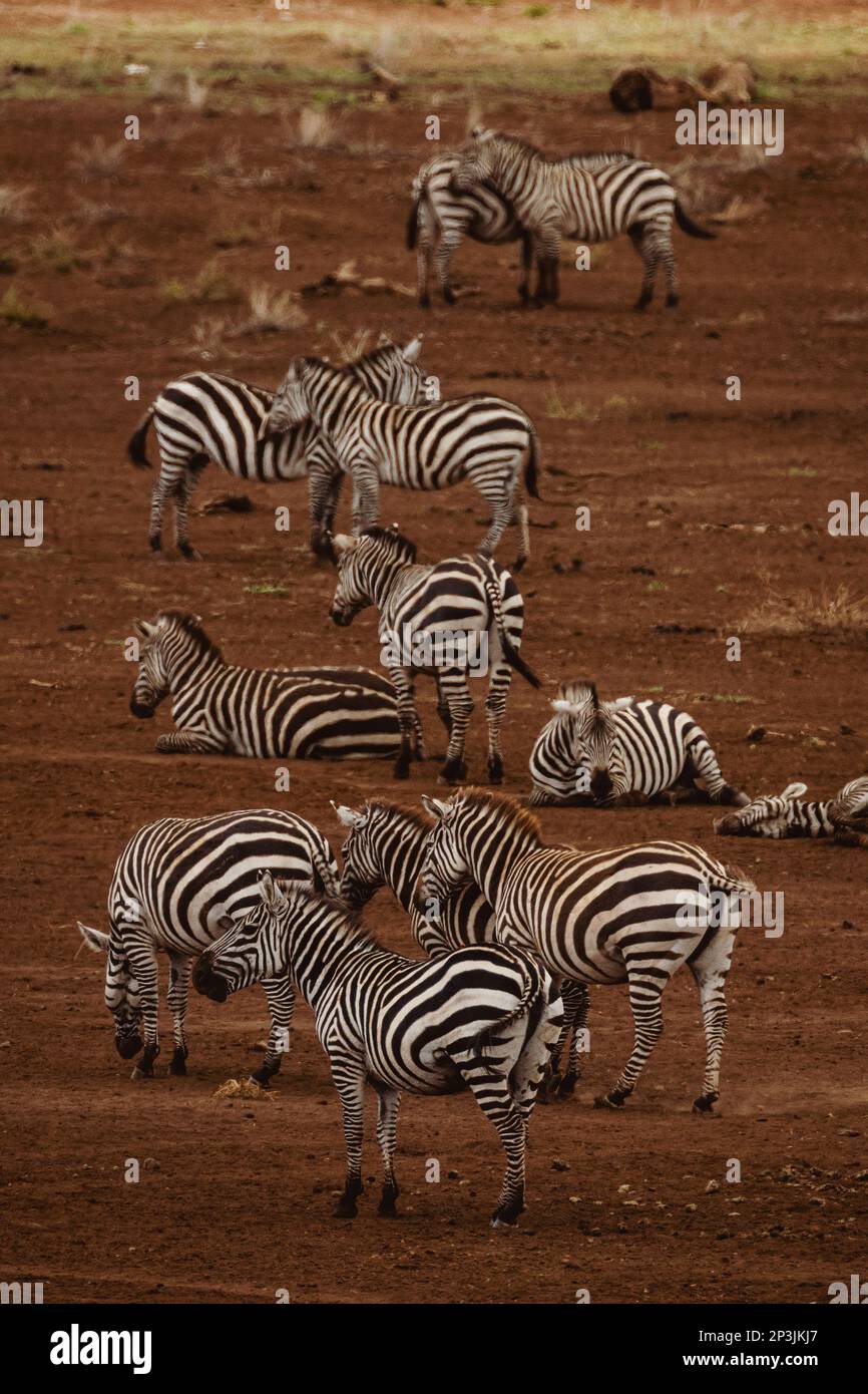 Animals in the wild - Grevy's zebras in Lewa Conservancy, North Kenya Stock Photo