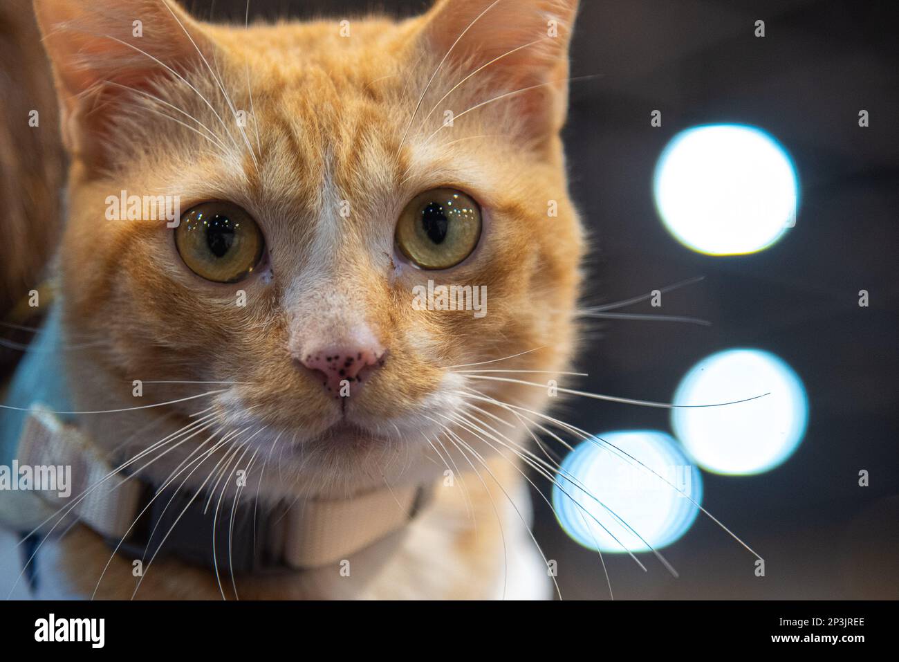 Bangkok, Thailand. 05th Mar, 2023. A cat takes part during the Thailand