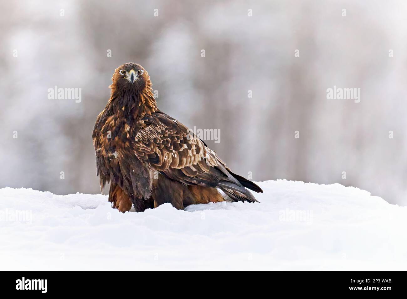 Golden eagle in its natural environment Stock Photo