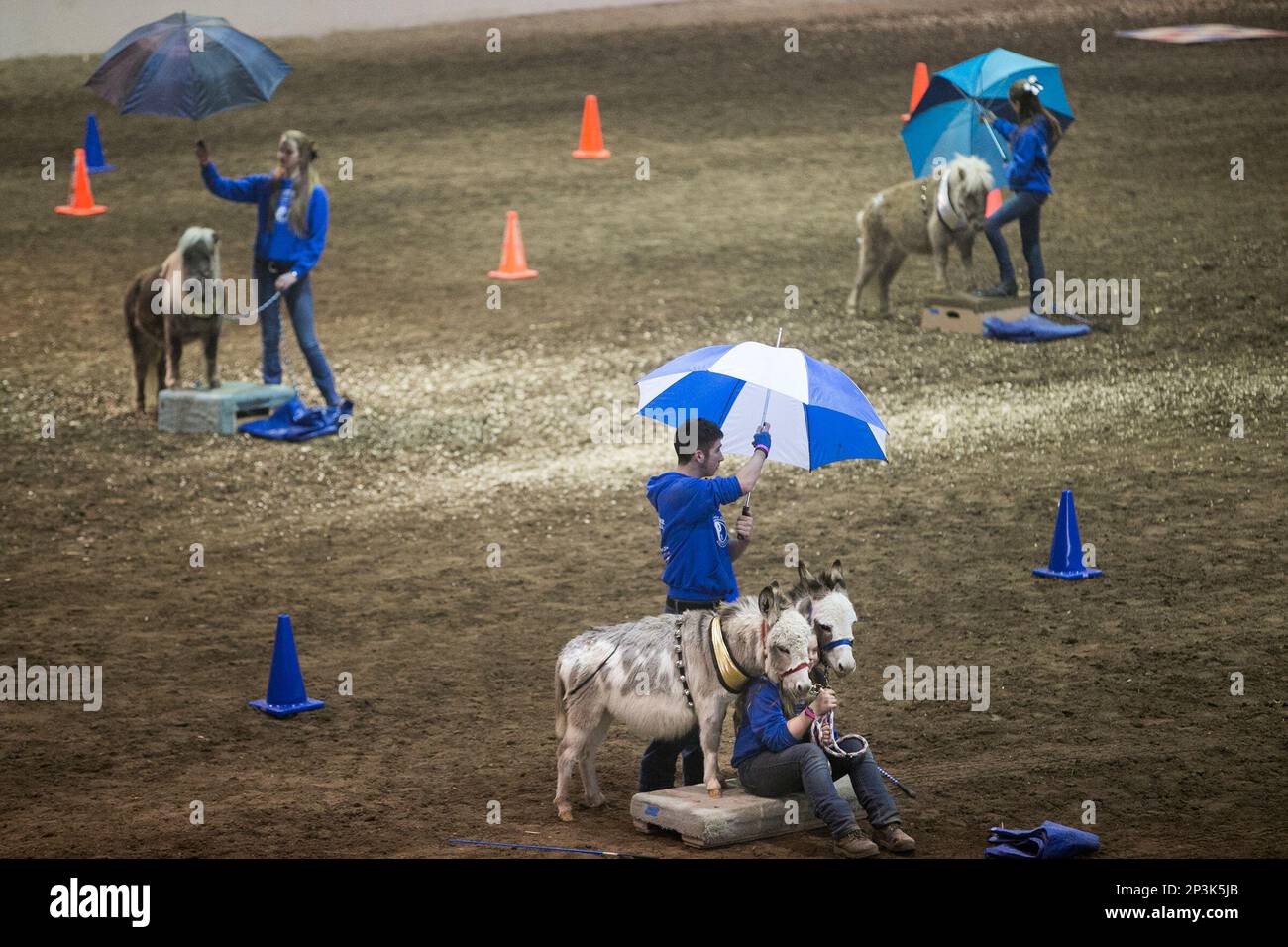 Handlers and their miniature horses entertain the crowd in the Equine Arena at the Pennsylvania