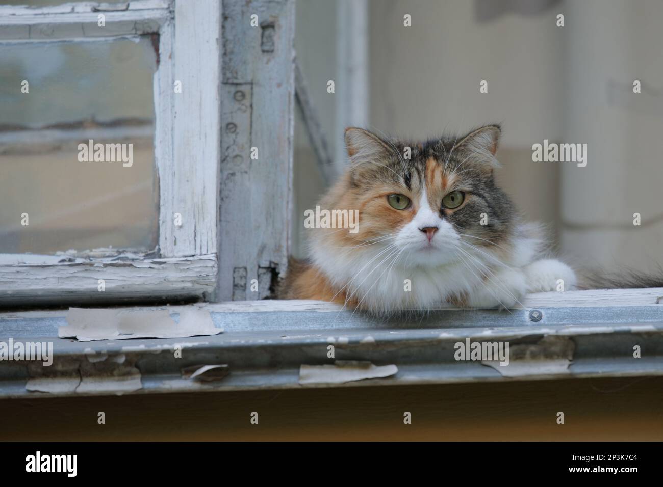 Cute tricolor cat resting on a rustic window Stock Photo