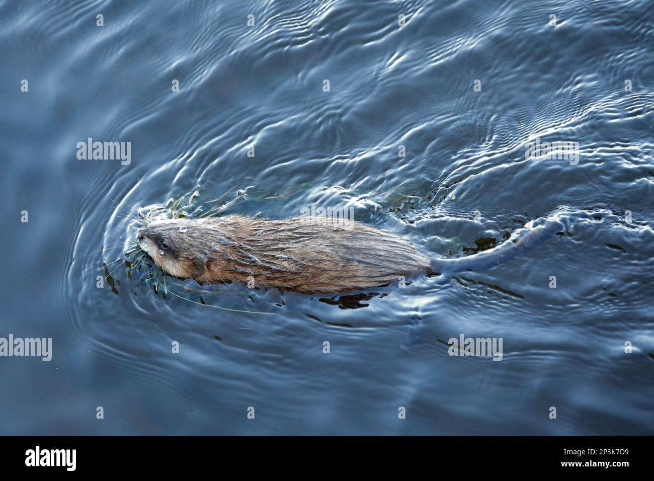 Muskrat swims in a river carrying aquatic plants in the nest Stock Photo