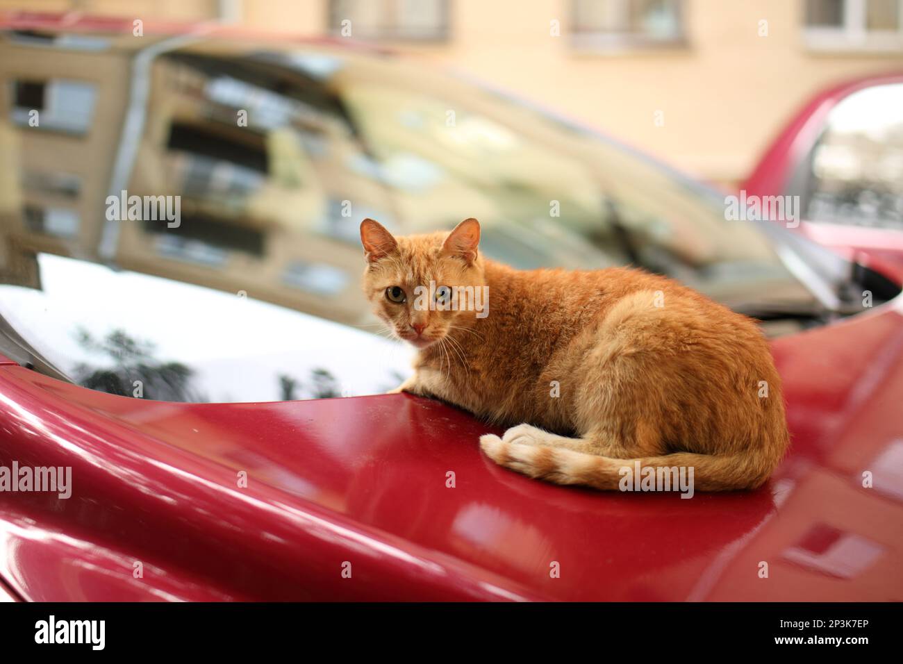 Cute young ginger cat resting on a bonnet of red car Stock Photo