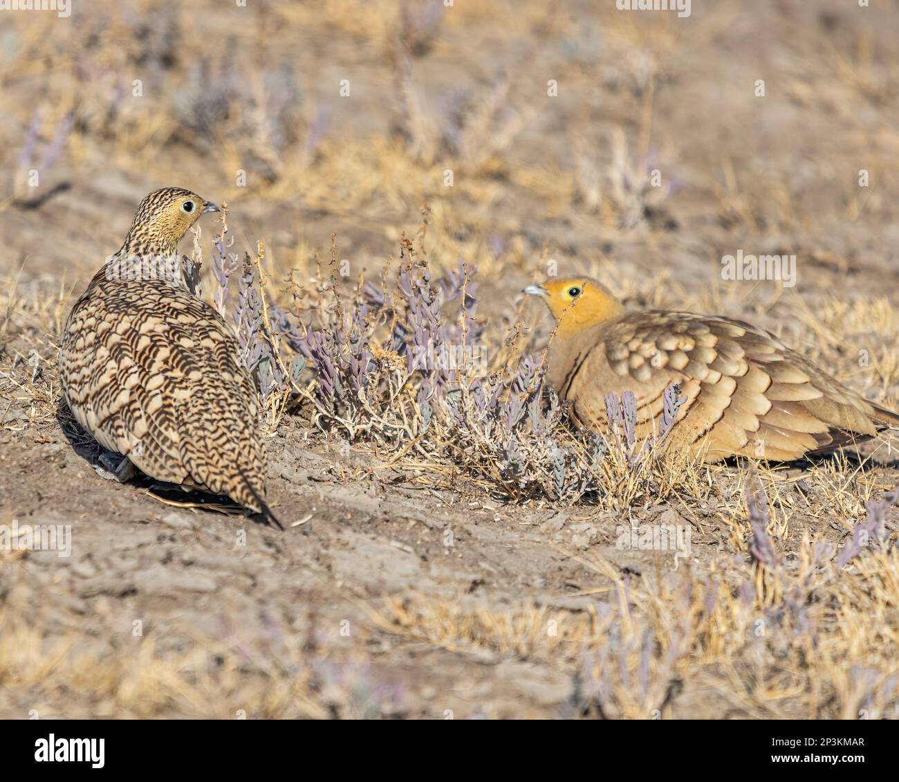 A couple of sand grouse resting in a desert Stock Photo