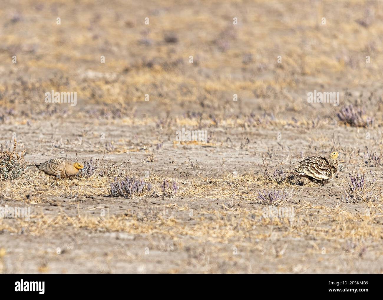A couple of sand grouse searching food in field Stock Photo