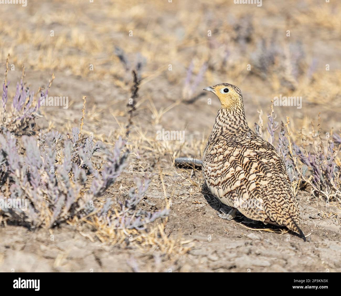 A portrait of a female sand grouse in desert Stock Photo