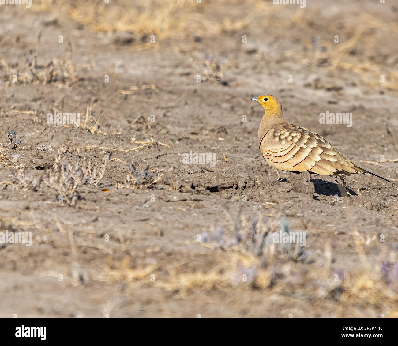 A Sand Grouse looking back to camera in desert Stock Photo